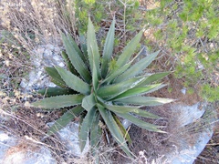Agave obscura