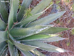 Agave obscura