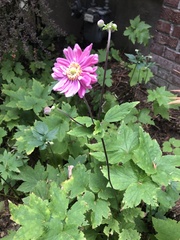 Eriocapitella × hybrida