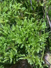 Brachythecium frigidum