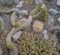 Parodia lenninghausii