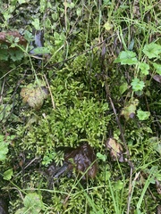 Brachythecium frigidum