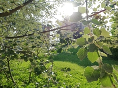 Populus alba