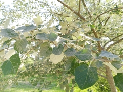 Populus alba