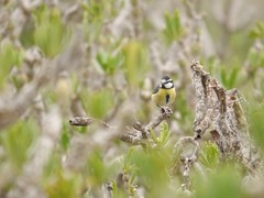 Cyanistes teneriffae degener