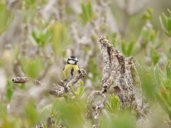 Cyanistes teneriffae degener