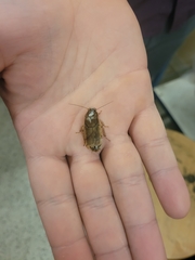 Nauphoeta cinerea