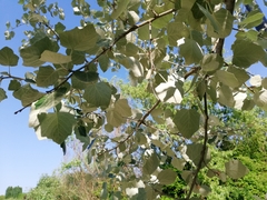 Populus alba