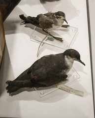Boyd's Shearwater photo 3