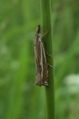 Crambus lathoniellus
