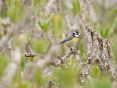 Cyanistes teneriffae degener