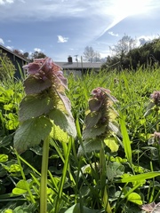 Lamium purpureum