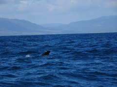 Globicephala melas