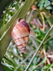 Amphidromus inversus