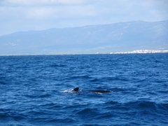 Globicephala melas