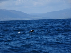Globicephala melas
