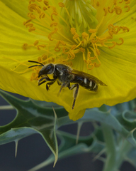 Lasioglossum