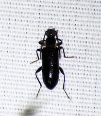 Statira basalis