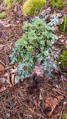 Capnoides sempervirens