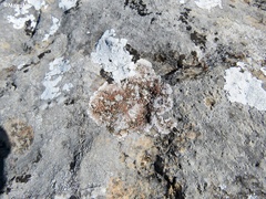 Squamulea galactophylla
