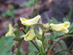Corydalis sibirica