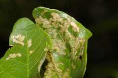 Xestolabus biplagiatus