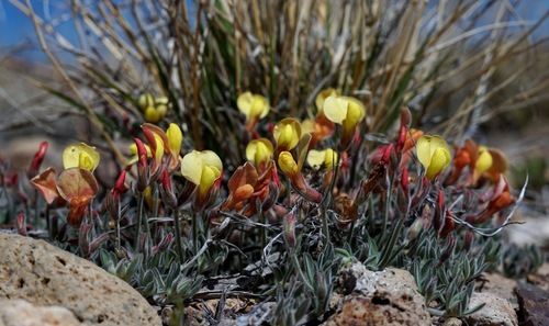 Image of Acmispon neomexicanus by (c) Andrew Tree, some rights reserved (CC BY)