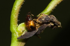 Xestolabus biplagiatus