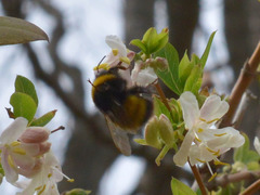 Bombus haematurus