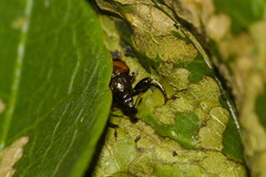 Xestolabus biplagiatus