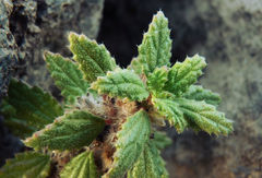 Forsskaolea procridifolia image