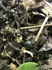 Armadillidium vulgare