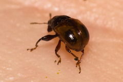Xestolabus biplagiatus