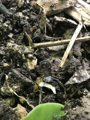 Armadillidium vulgare