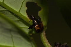 Xestolabus biplagiatus