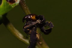 Xestolabus biplagiatus