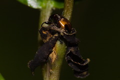 Xestolabus biplagiatus