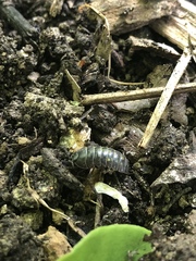 Armadillidium vulgare
