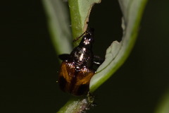 Xestolabus biplagiatus