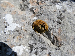 Xanthopsorella texana