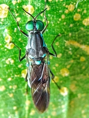 Eudmeta marginata