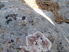 Squamulea galactophylla