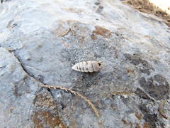 Urocoptoidea