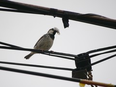 Passer hispaniolensis hispaniolensis
