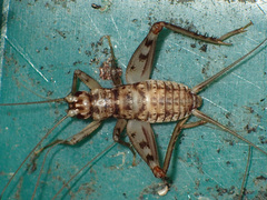 Gryllomorpha