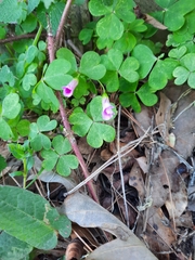 Oxalis eckloniana