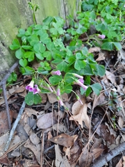 Oxalis eckloniana