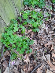 Oxalis eckloniana