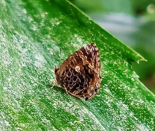 Aberrant bushblue