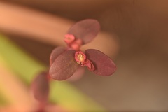 Euphorbia ogdenii
